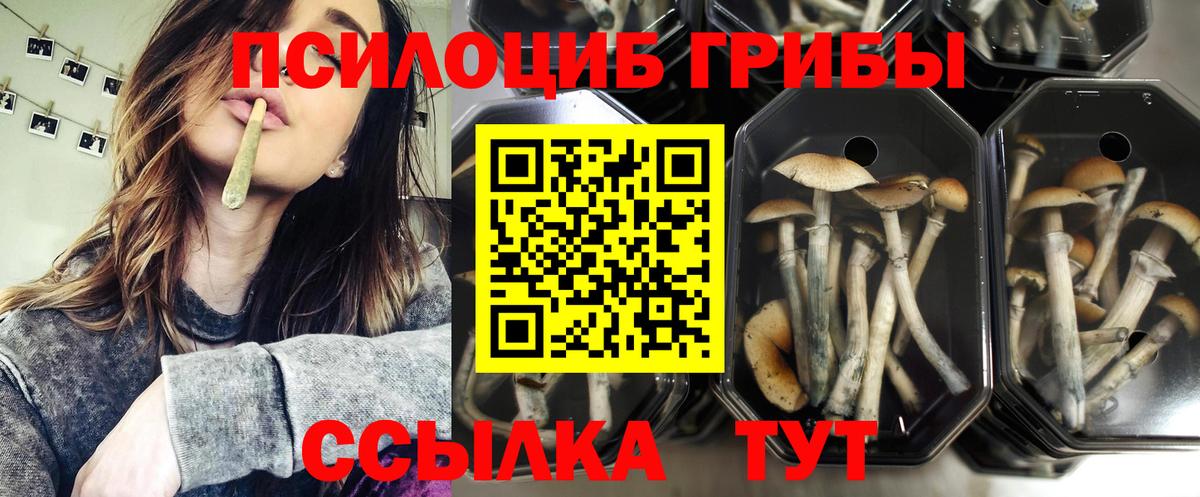 Нальчик  Псилоцибиновые грибы Cubensis  Вход с VPN  Псилоцибиновые грибы Cubensis 